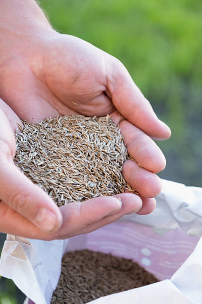 istock hand holding lawn grass seeds ready to sow 2226006028