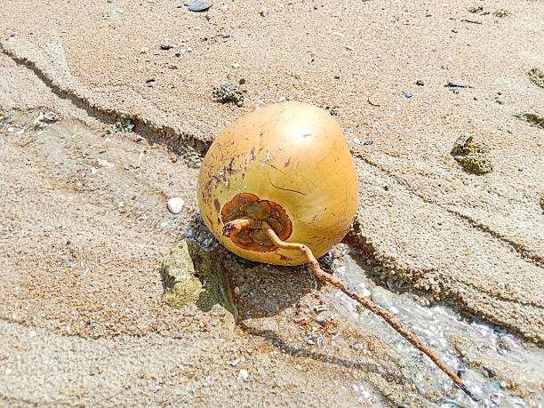 Coconut. Coconut on the beach. Fresh coconut on sandy beach.