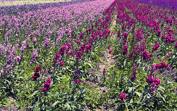 Colorful flower field in Lompoc, California