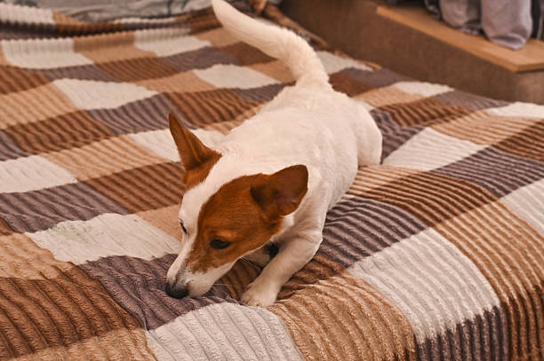 The Jack Russell Terrier is lying on the bed