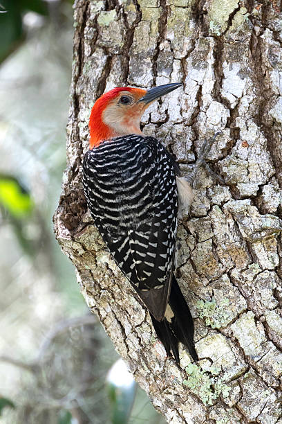 istock Red Bellied Woodpecker 2226018403