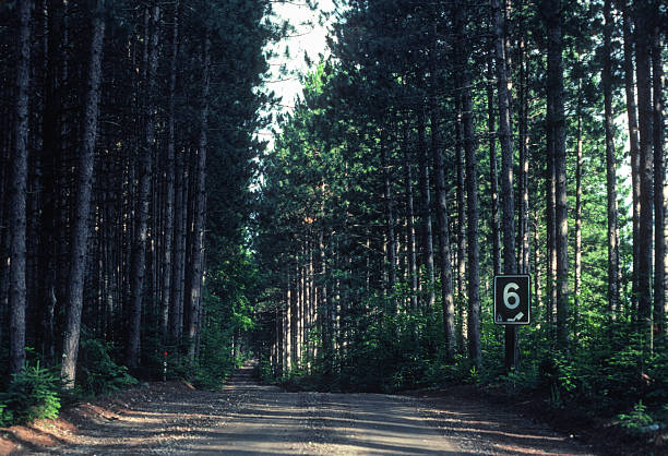 istock Petawawa Terrace Prov Park - Forest Road - 1982 2226019748