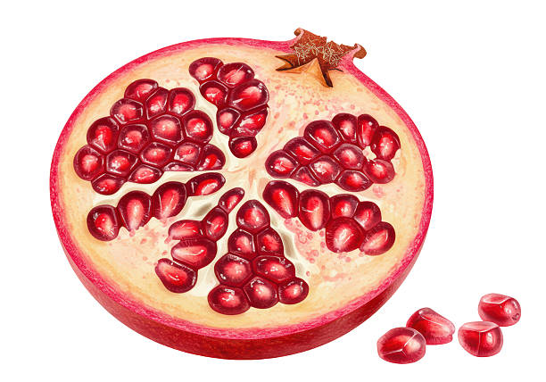 Isolated Half Pomegranate with Seeds Detailed Illustration