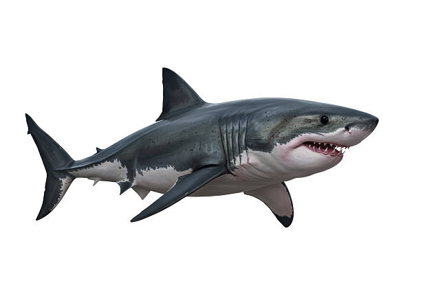 istock Isolated Great White Shark Swimming in Ocean 2226026234