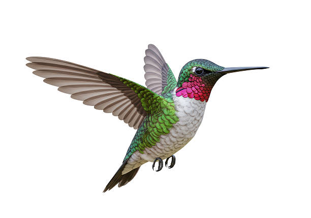 Isolated Hummingbird Flying