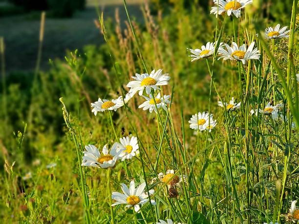 istock Daisies in the field in summer 2226027532