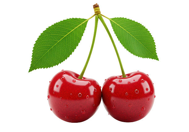 Isolated Pair of Ripe Red Cherries on Stem