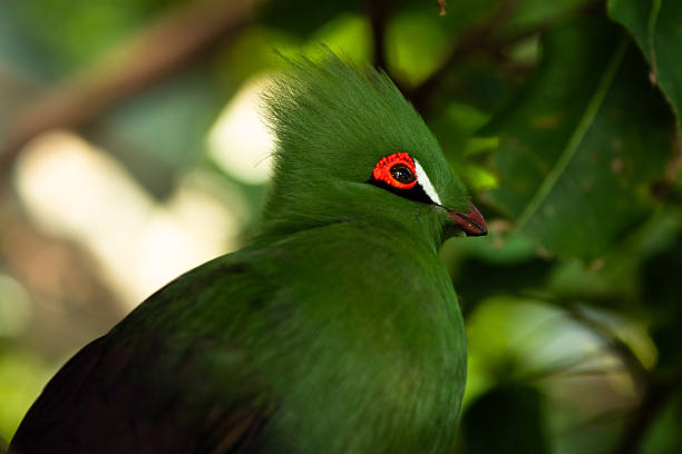 istock turaco bird in close up,african birds 2226029649