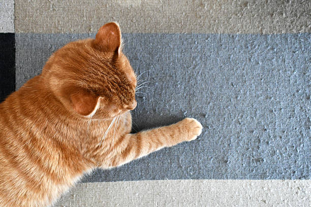 istock Ginger cat sitting on the old rug with pulled threads and snags at home. 2226030047