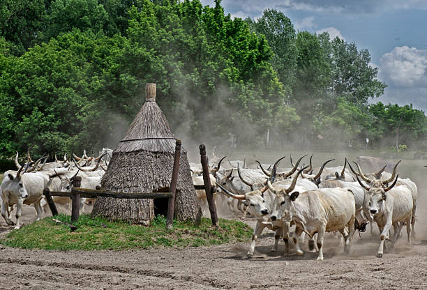 The bulls are moving in a herd.