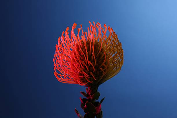Pink protea flowers blooming in the wild in the Overber region of South Africa.