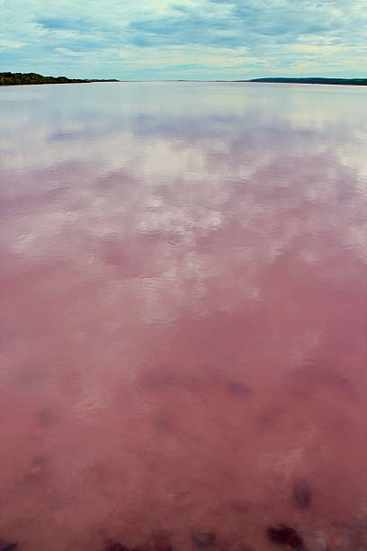 istock pink lake in Western Australia 2226043286