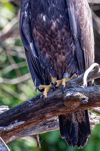 istock Bald Eagle (Haliaeetus leucocephalus) immature, perched on a branch with a DNR tracking band in Wisconsin 2226044748