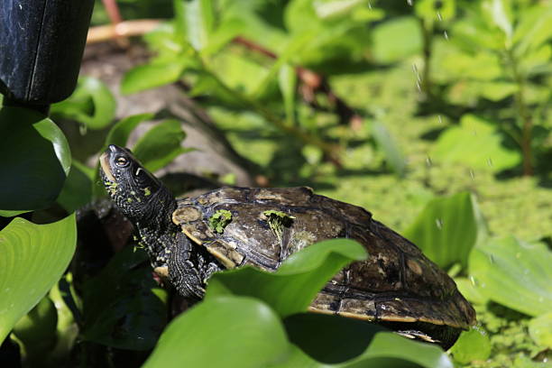 istock Map turtle basks within water hyacinth in the pond 2226045230