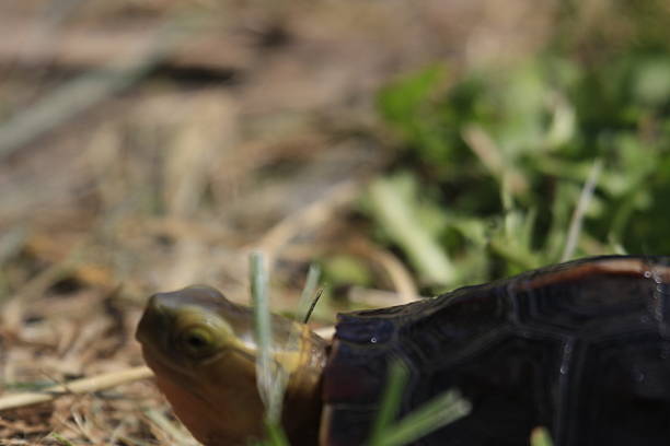 baby chinese box turtle