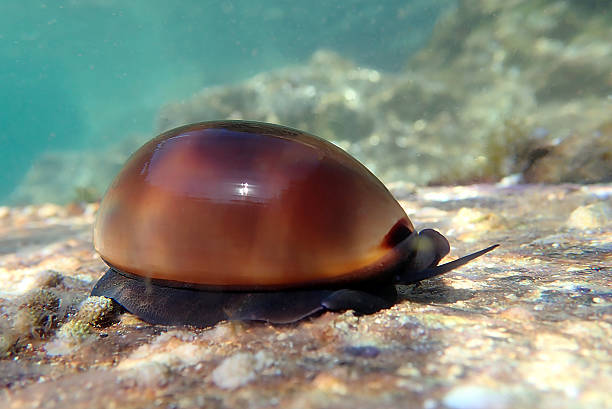istock Corwy sea snail - Luria lurida 2226047314