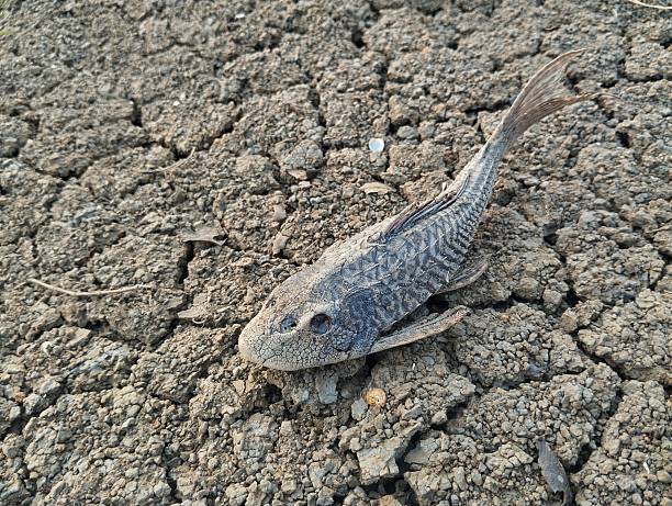 A teenager explores the bottom of Lake Cerknica in Slovenia by bicycle during the summer. He is  discovering the remains of dead fish.