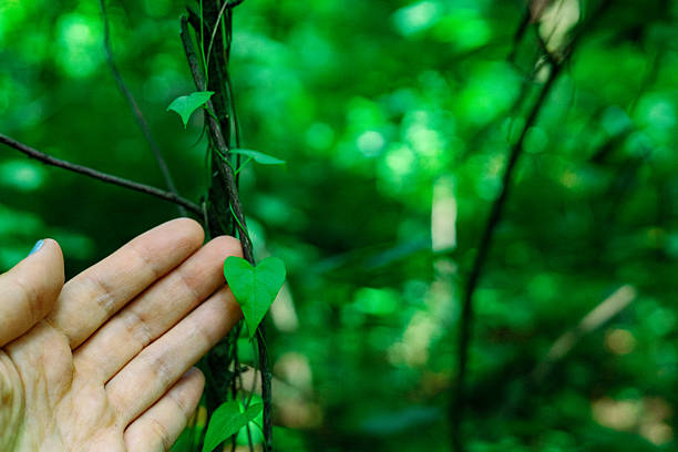 Hand gently caressing a heart-shaped leaf in lush green setting A hand gently touches a heart shape leaf on a vine, set against a blurred green background. Ecology, nature reserve, save nature concept