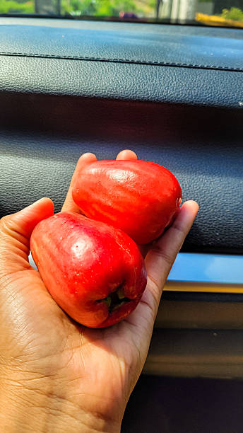 istock Harvesting rose apples from a tree in Puerto Rico. 2226047609