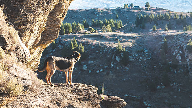istock dog standing on a cliff beautiful background nature 2226048667