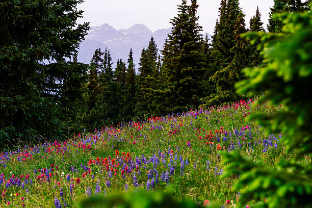 istock Colorful Wildflowers in Alpine Meadow 2226048925