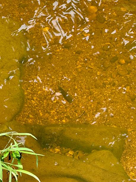 “River Life: Fish and  Flow in Northeast Maryland “