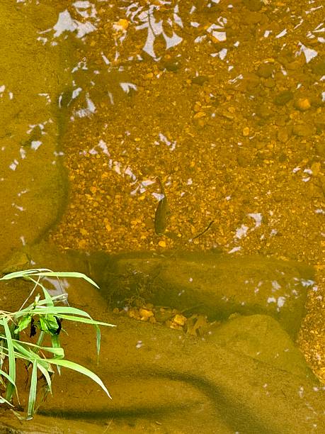 istock “River Life: Fish and  Flow in Northeast Maryland “ 2226049251