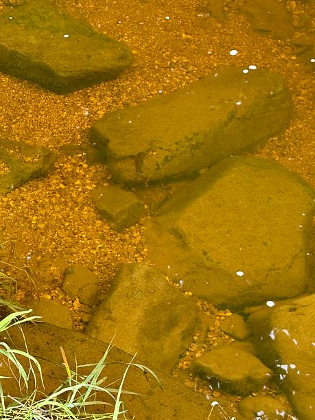 istock “River Life: Fish and  Flow in Northeast Maryland “ 2226049310