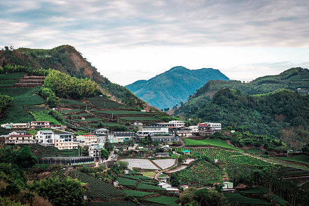 Tea-Covered Mountains of Alishan, Taiwan