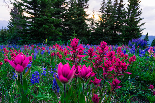 istock Colorful Wildflowers in Alpine Meadow 2226050142