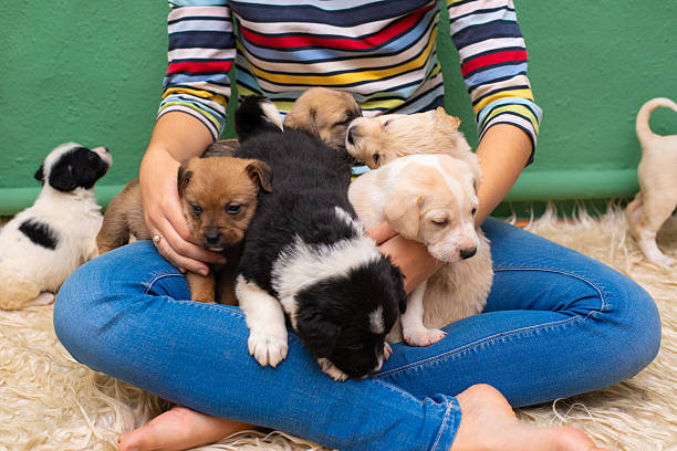 istock Happy young woman playing with puppies 2226052417