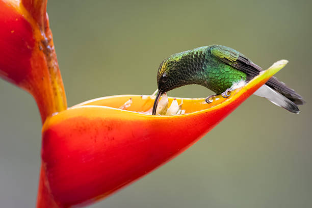 Beautiful Coppery-headed emerald hummingbird male sucking nectar from this vibrant heliconia flower in the cloud forest of Bajo La Paz de San Ramón, Costa Rica.