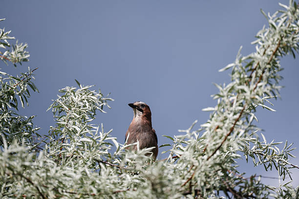 A Eurasian jay with soft brown and black feathers perches calmly among silvery-green branches against a clear blue sky. The bird's alert posture and the delicate leaves create a peaceful, almost ethereal composition. This natural scene highlights beauty, solitude, and the elegance of wildlife in its habitat.