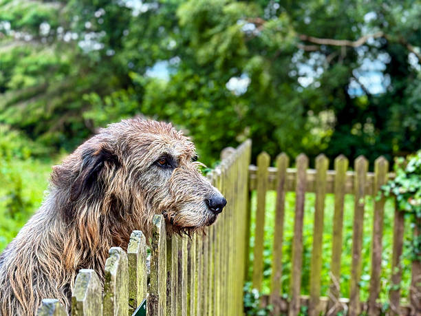 Loyal Irish Wolfhound waiting on his owner to return home
