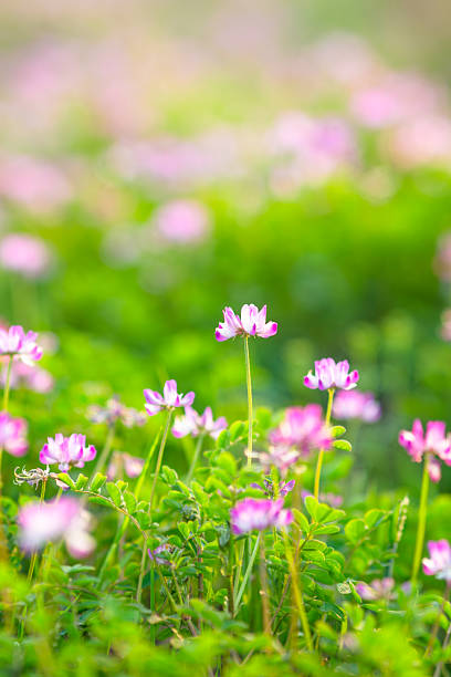 Pinkish-purple flowers in the fields