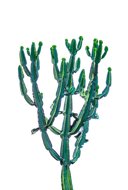 istock Tall green cactus isolated on white background. 2226065046
