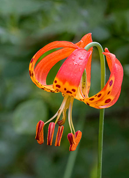 Martagon Lilies
