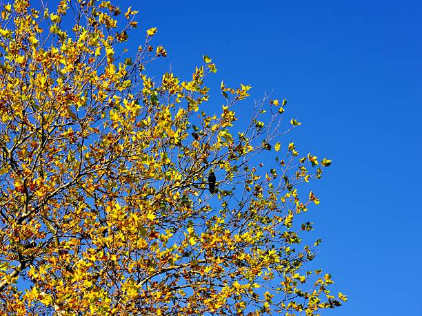 Black Crow on a tree branch filled with yellow leaves with blue skies. Perfect for Halloween or a Autumn fall theme.