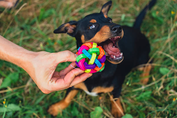Hunt terrier playing with its owner outdoors summer time. Playful puppy Jagdterrier breed training session in park. Cynologist trained by its owner with toy in playful manner.