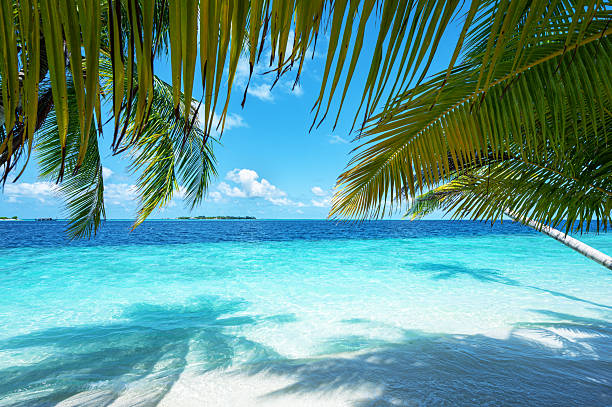 istock Tropical paradise beach in Maldives 2226070263