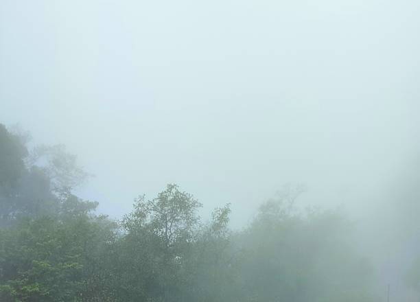 Beautiful mountain view with dense fog and tree