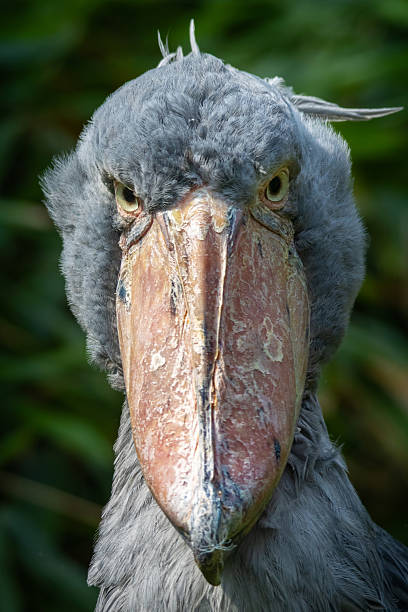 istock Whalehead or Shoe-billed Stork 2226077233