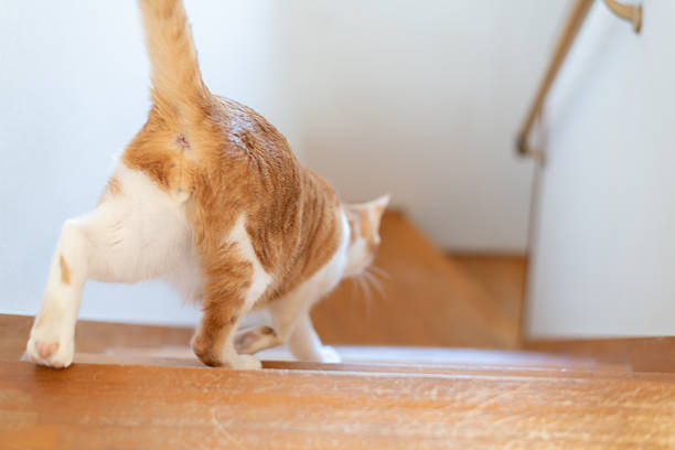 istock Cute cat going down the stairs 2226077624