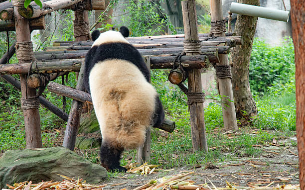 istock giant panda eating bamboo in forest. China 2226078539