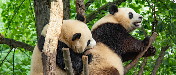 istock giant panda eating bamboo in forest. China 2226078541