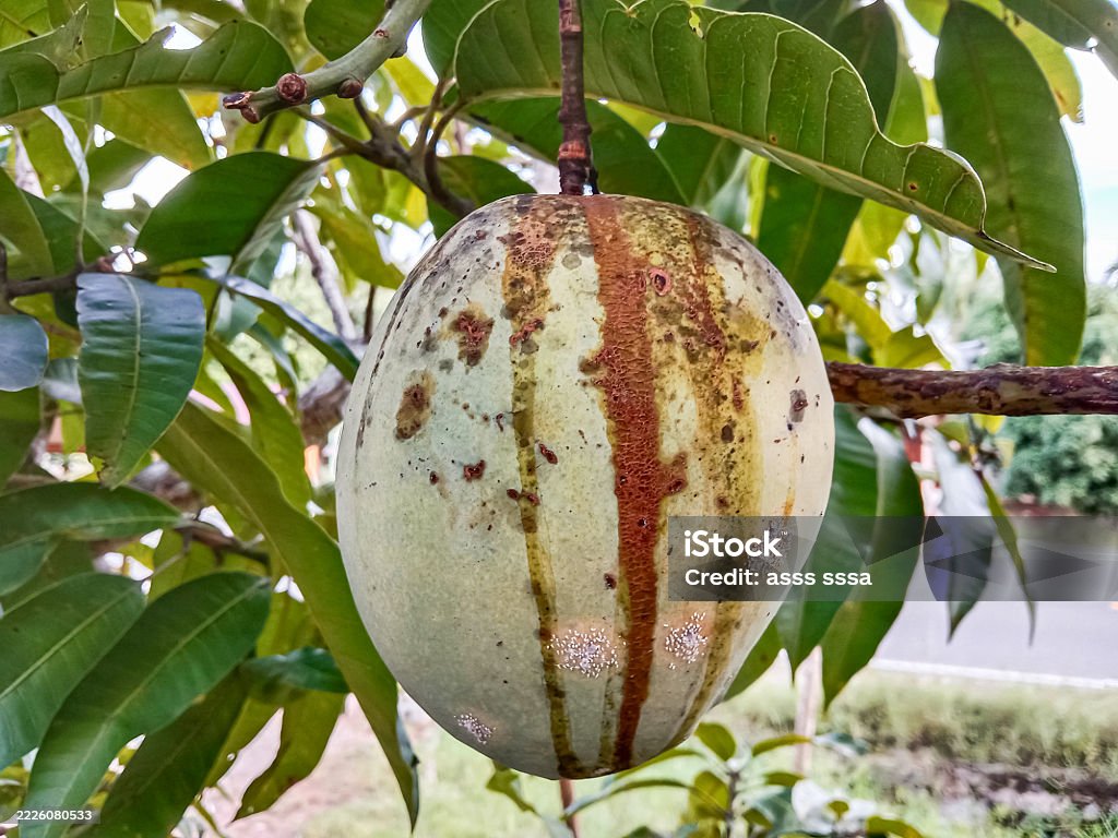 Infested Mango Tree Plant Disease Infestation On Mango Fruit Disease On Mango Fruit Mango ...