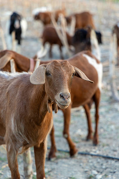 istock Brown goat standing in a dry field with herd in background 2226082259