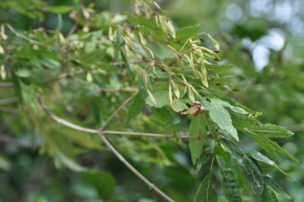 istock Fraxinus sieboldiana fruit and leaves in autumn 2226083145