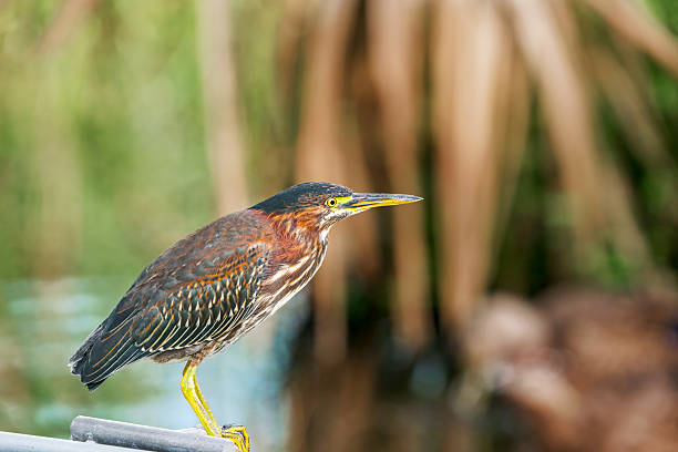 A green heron is standing, looking around the lake.