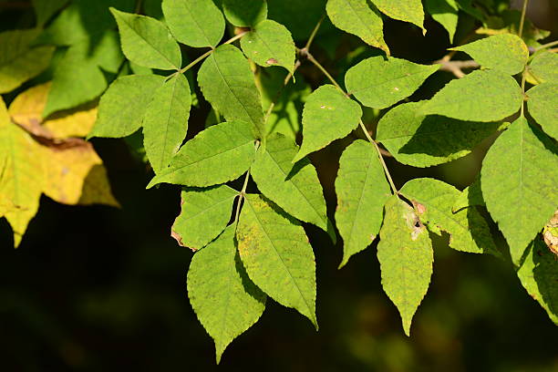 istock Fraxinus sieboldiana compound leaves in early autumn 2226083168